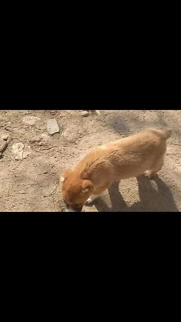 dele heyvan: Qurdbasar, Erkek — 2