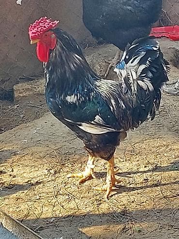 Xoruz tam saglamdi her biri 20azn Çatdirilma biləcəri yeni avtovagzal