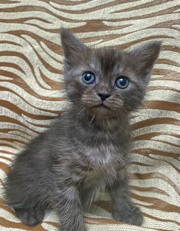 pişik cutleşdirme: Şotland, Erkək, Dişi — 2