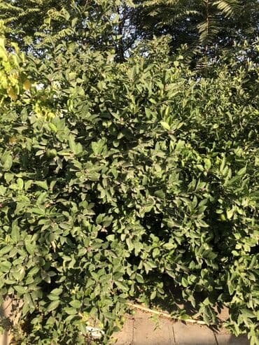 limon ağaçları: Məhsul: Limon ağacı (meyvəli, dekorativ kollu forma) Suvelanda aciq — 6