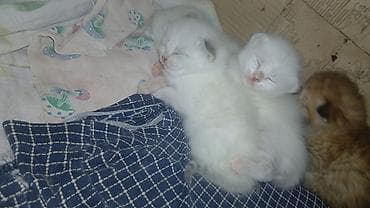 heleb keçileri: Yaxşı əllərə — 6