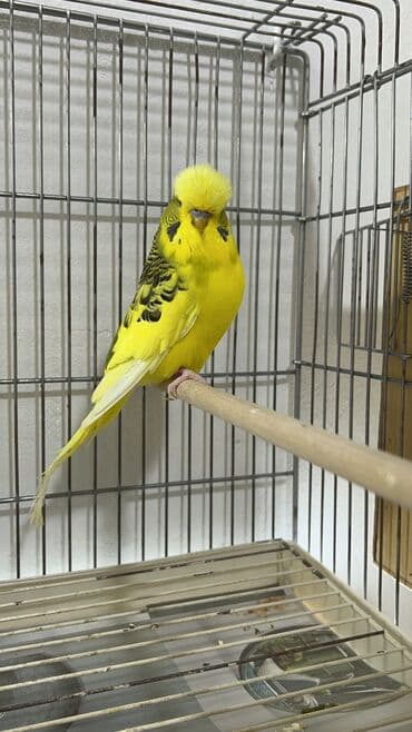 pişik bala: Temiz qan cexler coğu vistifka qarışığı cüte hazır erkek dişiler Bala — 11