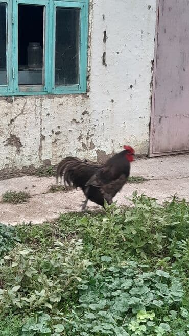 cins ineklerin satisi: Avstrolorp blue 3.5 yaş . damazlıq üçün əla xoruzdu.qan dəyişimi üçün — 1