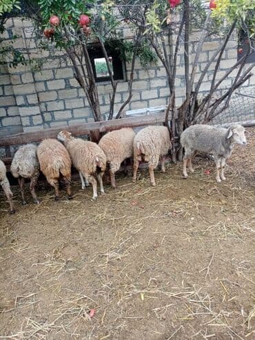 cins ineklerin satisi 2019: Qoyun quzu damazliq — 2