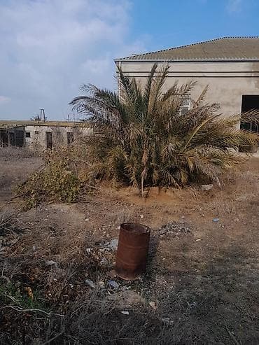 palm: Xurma (xurma xurması) palmaları – həyət və bağ sahələri üçün dekorativ — 1