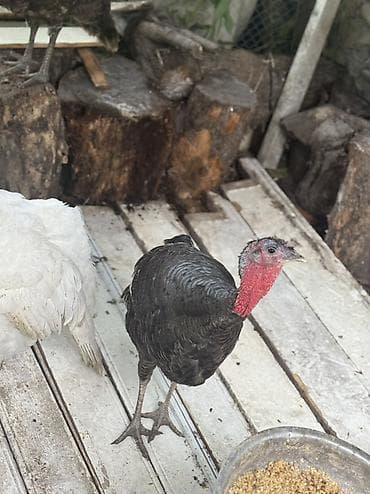 goyercin type 1: Məhsul: Hind quşları (şəkillərdə bir neçə baş) - Rənglər: ağ və tünd — 3