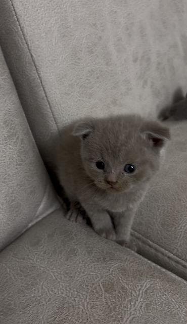 cücə yem qabı: Şotland, Erkək — 3