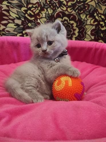 pişik üçün yataq: Britan, Ödənişli çatdırılma — 3