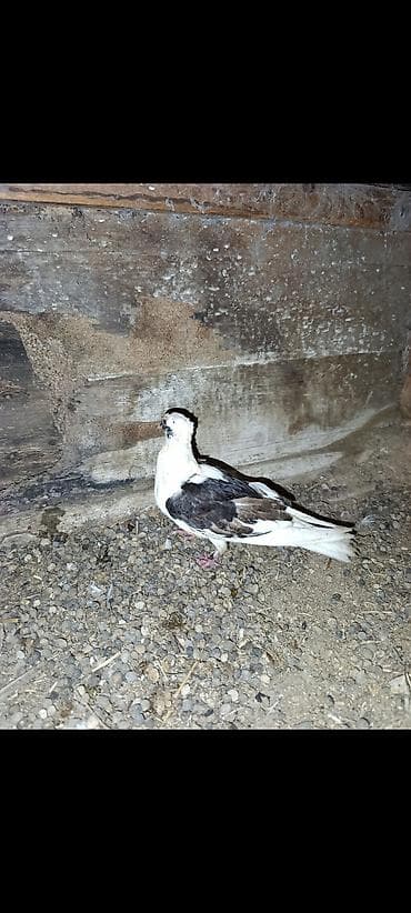 Heyvanlar üçün mallar: Salam sağlam goyercinlerdi bakida seherdedi rayonlarada göndere — 2