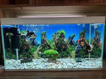 Quşlar: Akvarium və Balıqlar satılır yenidir akvariumun ölçüsü 75×45×40 - 4 — 1