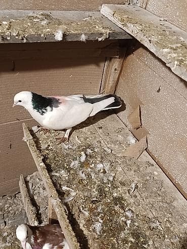 tutu kuşu: Tutulma quşdu Erkey olmalıdı ünvan ayraport tərəf aviyasiya — 2