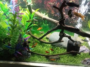 Akvariumlar: Quppi, Sülhsevər — 5