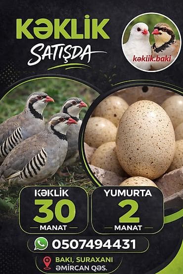 su novu: Kəklik və yumurtası satışı - Növ: Kəklik (xınalı) və kəklik yumurtası — 1