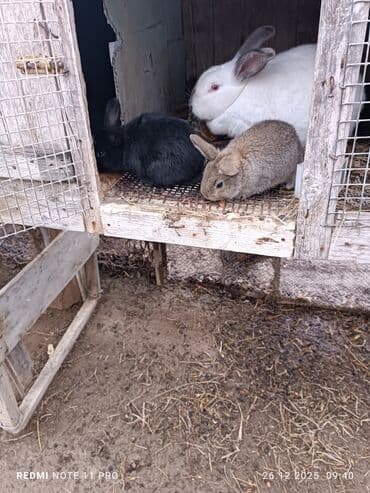 Qoyunlar, qoçlar: İki dənə 28 günlük dovşan balaları Saglamdilar bağ şəraitində özüm — 7