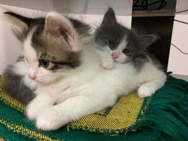 İtlər: Pulsuz çatdırılma — 3