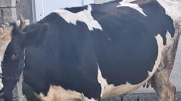 qafqaz coban iti satilir: Inəklər, öküzlər — 2