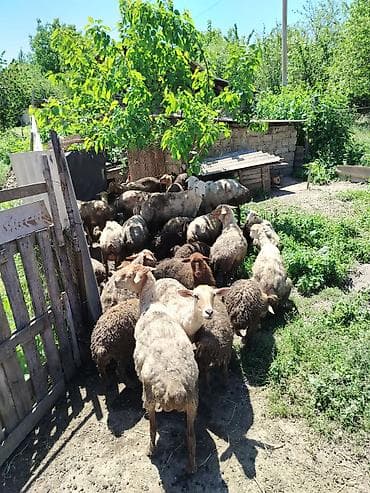 goyercin satışı: 5 balalı qoyun. 1 boğaz. 1 qoç. Heyvanlar qubadadı tecili satılır — 1