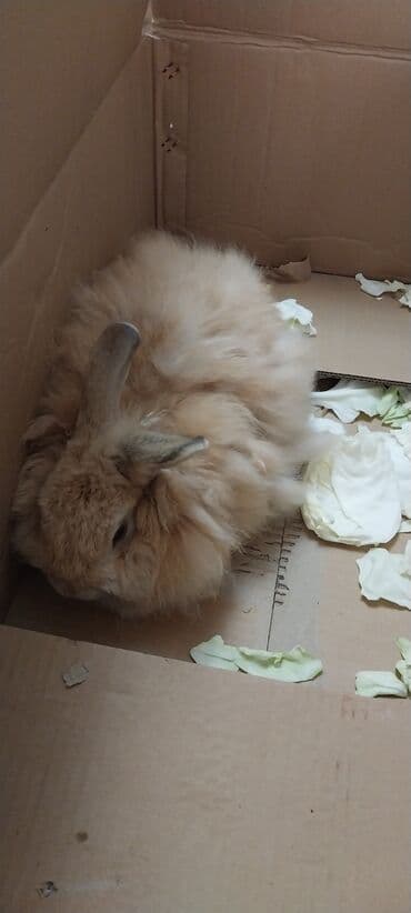 dovşan yuvasi: Angora tipli tüklü dovşan - Rəng: açıq-bej/krem - Qulaqlar uzun, sıx — 2