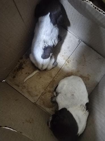 Heyvanlar üçün mallar: Peyvəndli — 2