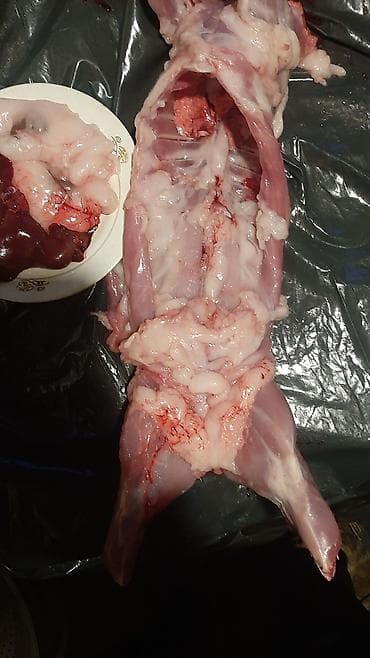 ev heyvanlarının satışı: Dovşan eti — 2