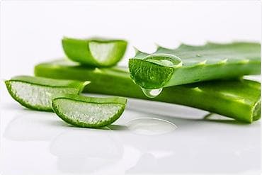 su baklarl: Aloe Vera (Aloe barbadensis miller) – saksı bitkisi - 15 İLLİKDİR, 2 — 2