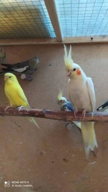 Gəmiricilər: Salam. ENDİRİMLƏR🦜🐦 DANIŞAN VƏ DANIŞMAGA HAZİR OLAN QUŞLAR — 9