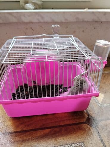 en ucuz gümüş: Hamster və qəfəs dəsti - Narinç çalarlı, ağ barmalı metal qəfəs (üst — 3