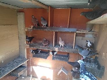 Heyvanlar: Salam 14 dənə quşdur fikiri cidi olanlar vatşapa yazsın vidyolarını — 3