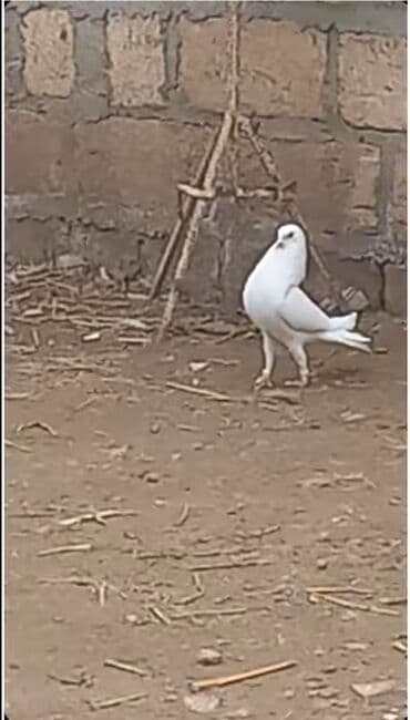 Salam Alokum 20 eded goyercindi kohne cinsderdi 11.12.13 tuklerdi