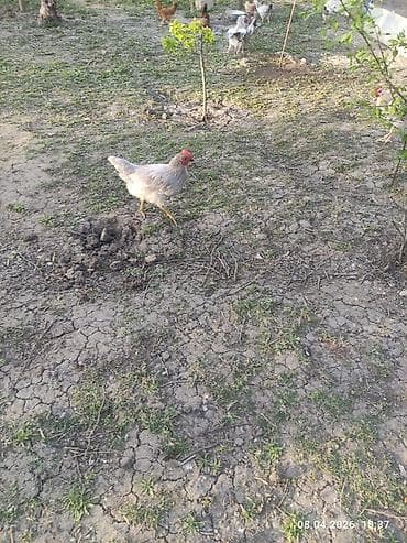 ordək balası və cucə: Toyuq, Ətlik — 6