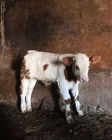 VAZ (LADA): Satılır: cins buzov - Rəng: ağ-qəhvəyi (xallı). - Yaş qrupu: yeni — 1