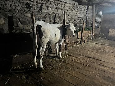 inəylər: Super ana bala inek satilir. Yaninda ivanofka disi danasi var. Hal — 7