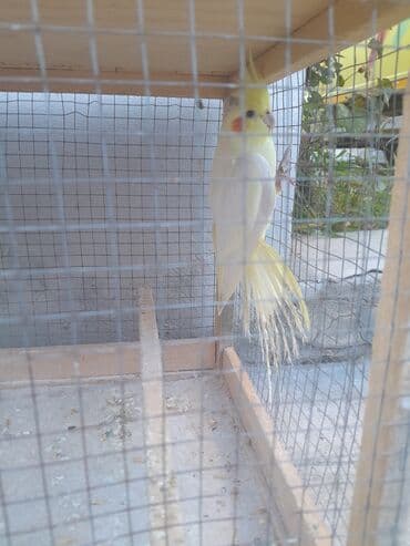 babil quşu: Korella 40 azn
valnitsi 10 azn — 2