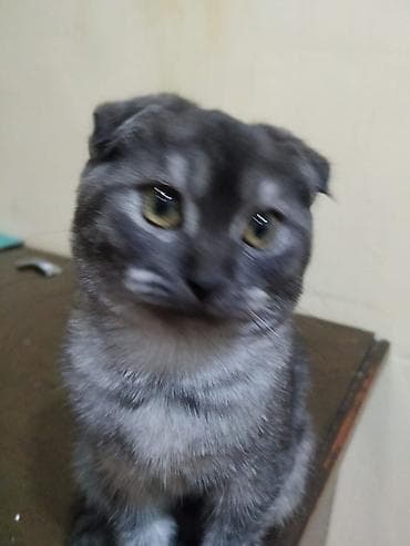 pişik pulsuz: Şotland yastı qulaq, Dişi, Yaxşı əllərə, Pulsuz çatdırılma — 2