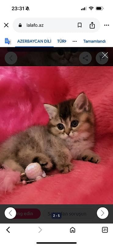 pişiy: Şotland qıvrımqulaq (Scottish Fold) balaları - Cins: Scottish Fold — 7