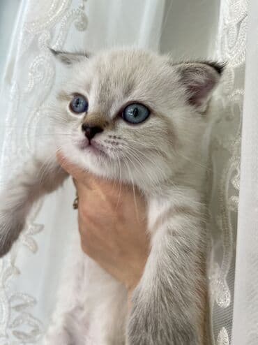 Akvariumlar: Şotland, Erkək, Dişi, Ünvandan götürmə — 6