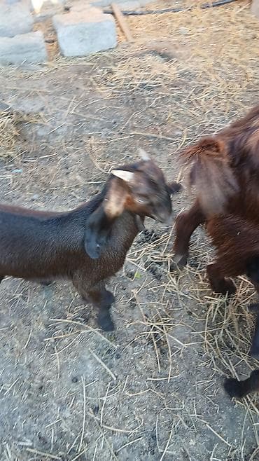 С/х животные и товары: Boer tipli keçilər – ana və balalar Təsvir: - Şəkillərdə Boer mənşəli — 4