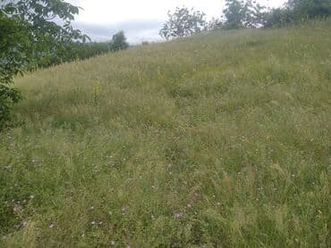 torpaq şəkilləri: Kənd təsərrüfatı, Mülkiyyətçi, Kupça (Çıxarış) — 4