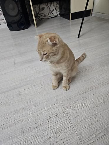 pişik cut: Erkək — 1