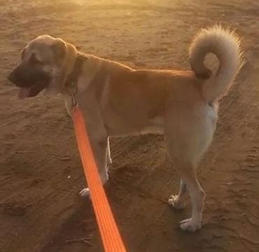 alabay itleri: Kanqal — 3