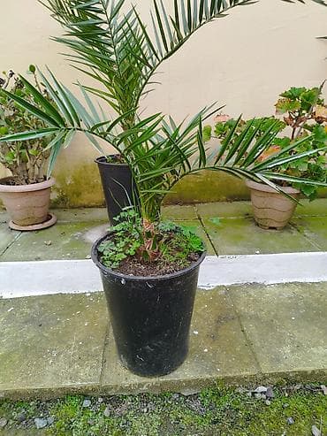 pomidor stili satilir: Bağ və interyer üçün dekorativ saksı bitkiləri • Xurma (saksıda) – — 1