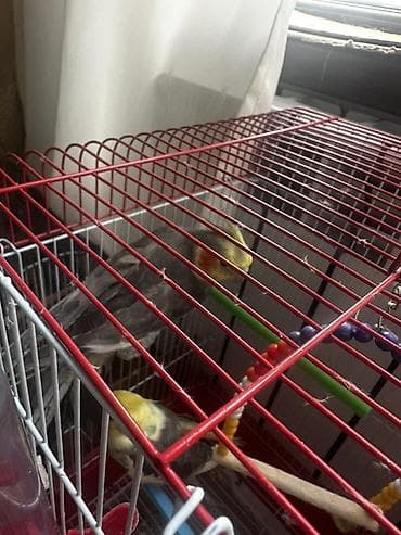 Tecili satilir qefesle birge qizğin erkeydir saglamligi eladi teze — 3