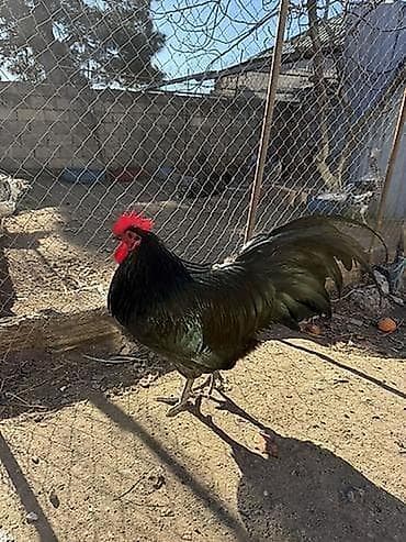 Собаки: Курица, Australop, Для разведения — 3