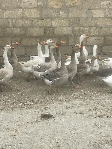 Qaz sürüsü satılır - Növ: ev qazı (ağ və boz rəngli fərdlər) - — 2