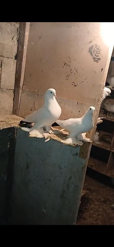 cins toyuqlarin satisi: Ağ və ağ-qara naxışlı fancy göyərçinlər (cütlük və fərdlər). - Növ — 3