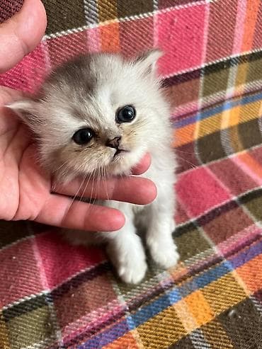 Gümüş rəngli uzun tüklü balaca pişik bala - Cins tipi: uzun tüklü — 3