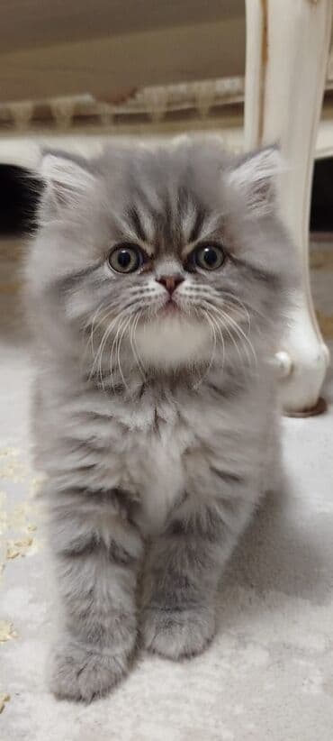 Lincoln: Sevimli pişik balaları - Növ: Ev pişiyi, müxtəlif balalar - Rənglər — 4