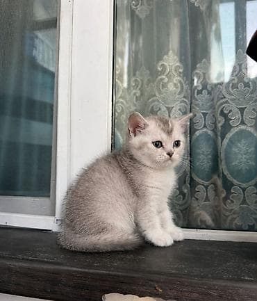 erkey pisik adlari: Britan — 4