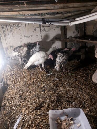 chihuahua qiymeti: Salam QIYMET SONDUR qiymete gore zeng eleme 5 eddeddir 3 ayliqdirlar — 4