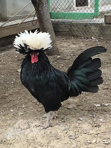 Toyuqlar: Rahibe 1 xoruz+4 fere 1 illikdiler hamisi bir yerdd satilir tek tek — 1
